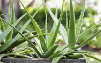 Aloe Vera – wissenswertes rund um die Heilpflanze