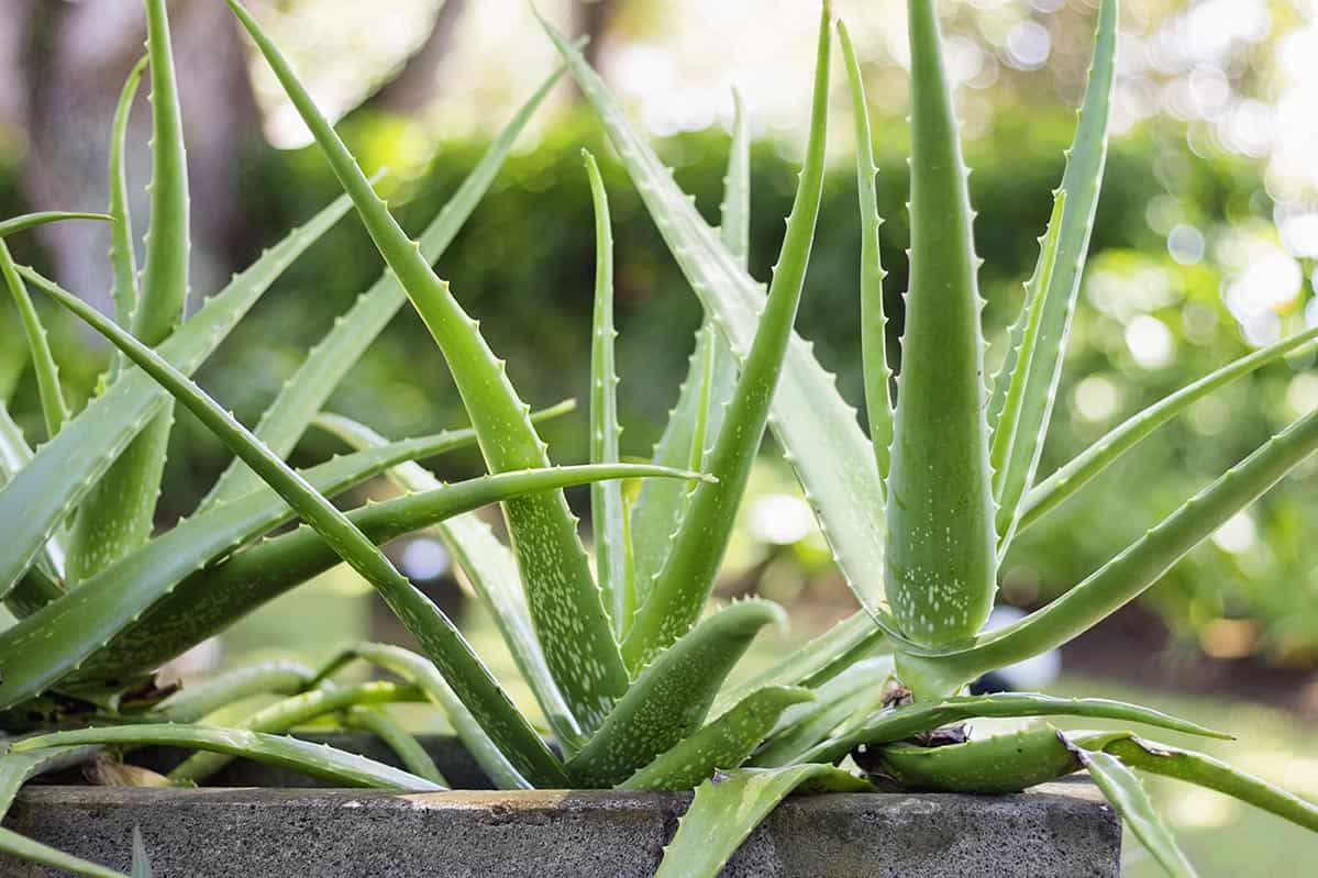 Aloe Vera  wissenswertes rund um die Heilpflanze - Neue Heckinghauser  Apotheke
